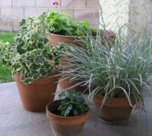 4 pots on patio