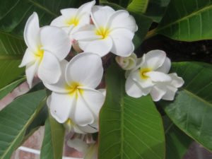 plumeria-blossoms-long-beach-ca-1050x788