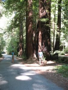 Armstrong Woods California